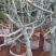 无花果树苗50~80cm