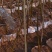 无花果树苗50~80cm