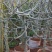 无花果树苗50~80cm