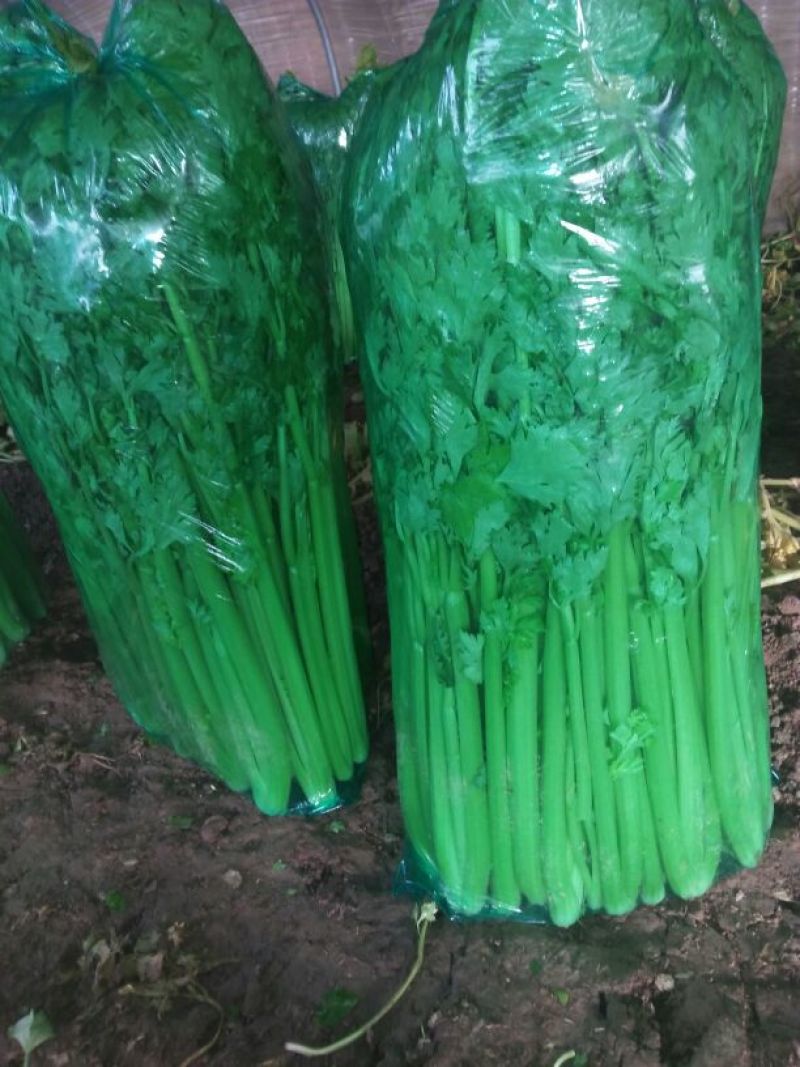 【精品】芹菜西芹山东芹菜产地直销价优品质保证价优