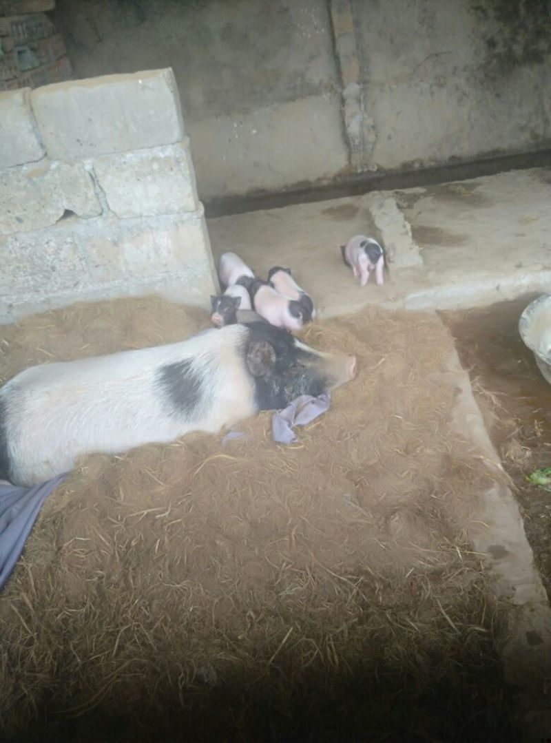 巴马香猪公