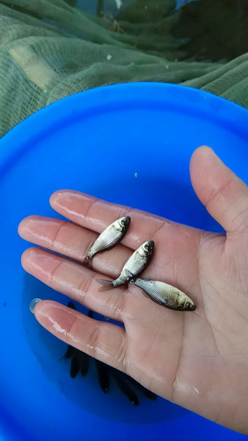 湘云鲫鱼苗异育银鲫苗3-4公分
