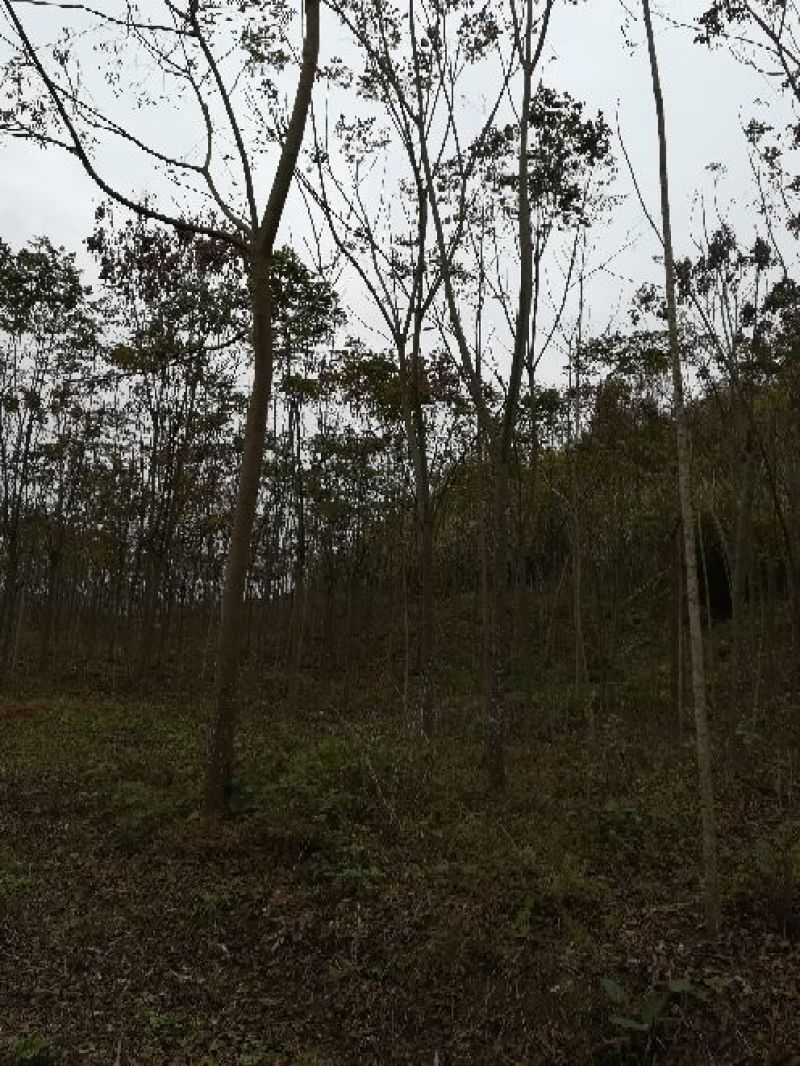 栾树16~18cm14~16cm4米以上