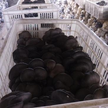 鲜平菇蘑菇5~7cm黑色厚大量上市中！