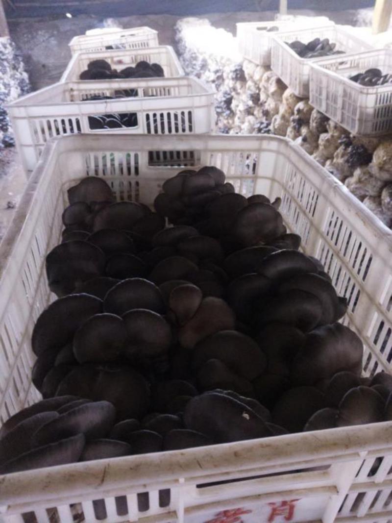 鲜平菇蘑菇5~7cm黑色厚大量上市中！