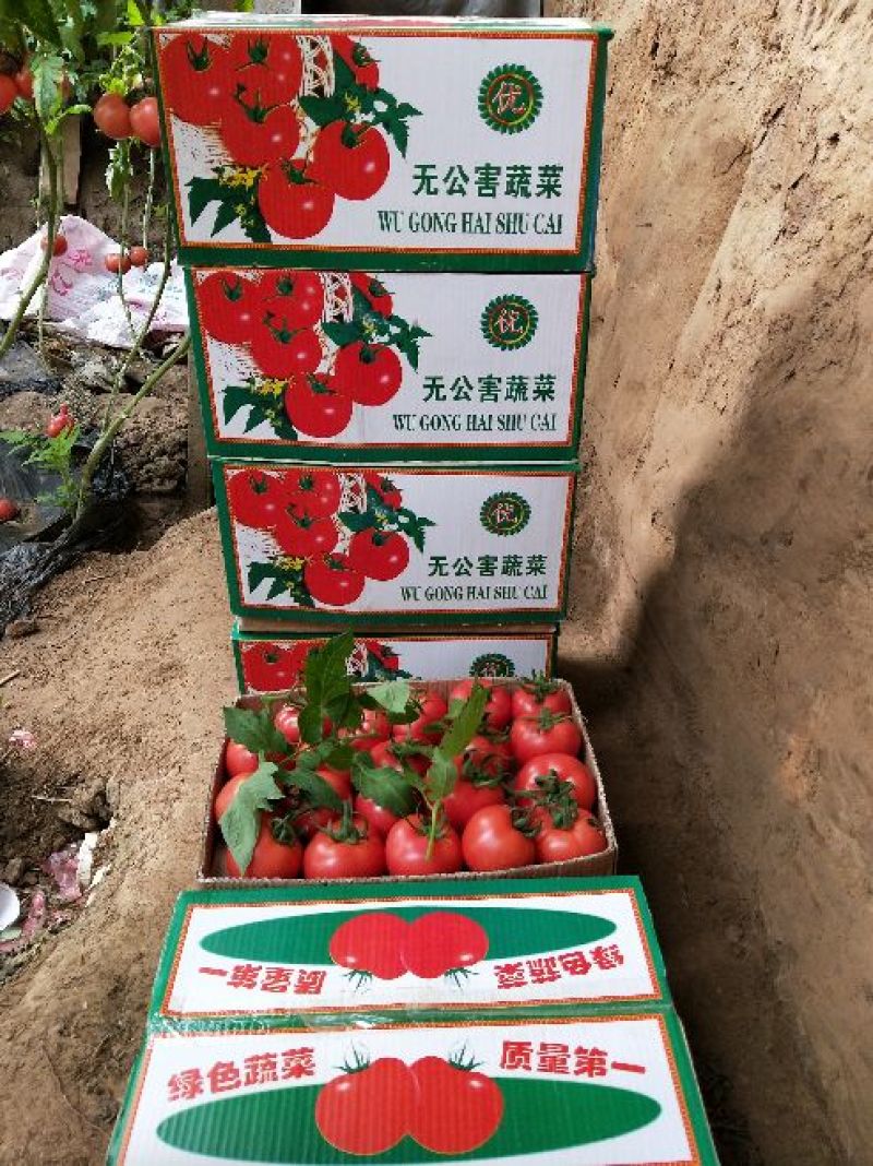 硬粉西红柿通货硬粉弧二以上