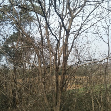 黄连木50~80cm