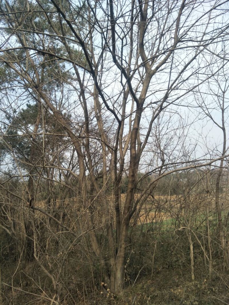 黄连木50~80cm
