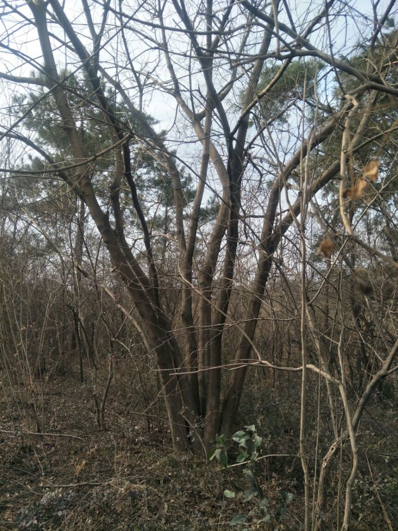 黄连木50~80cm