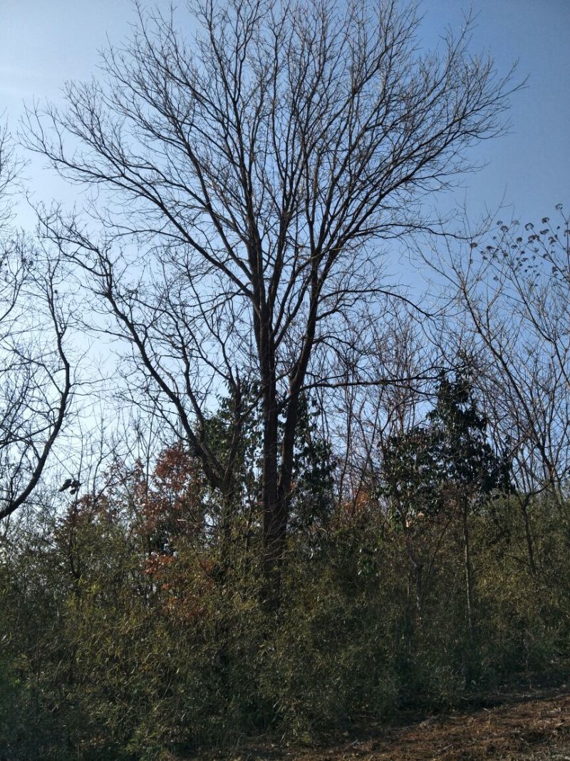 黄连木50~80cm