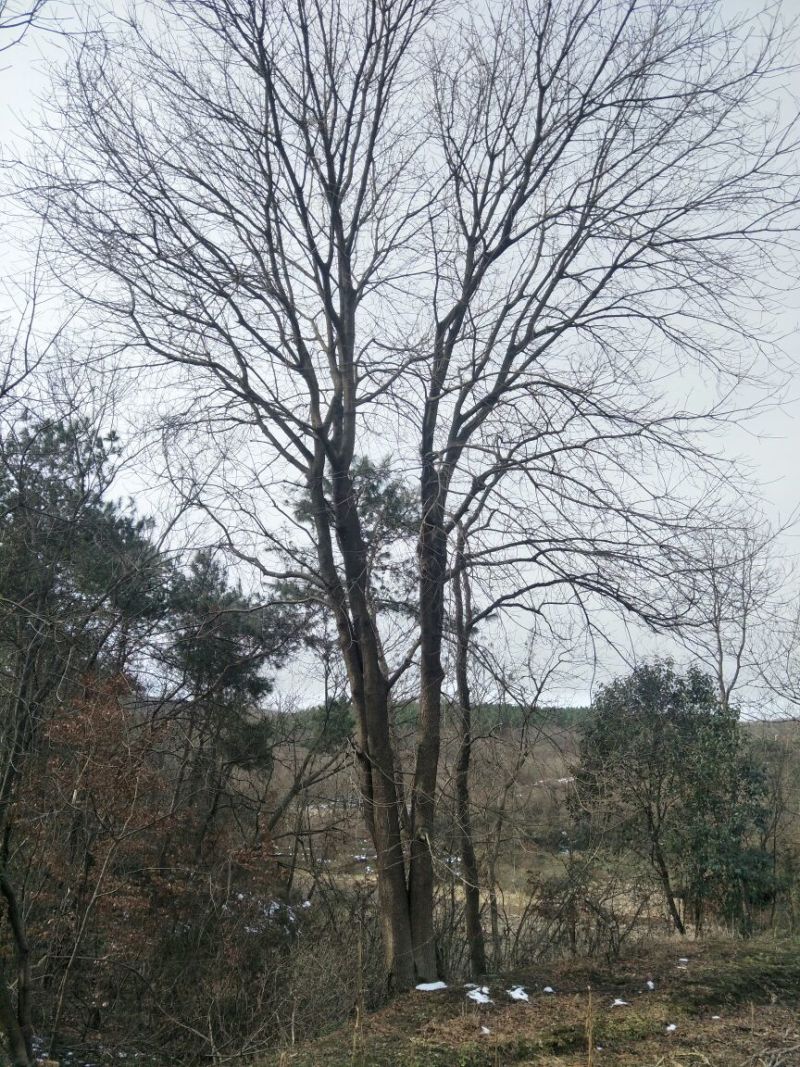黄连木50~80cm