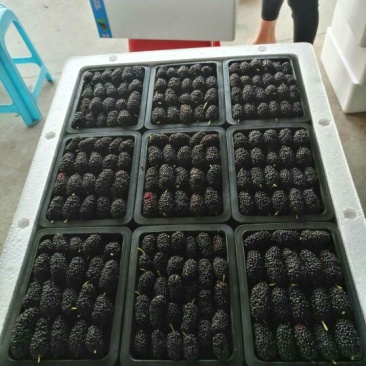 【新鲜发货】广东桑葚，桑果2~3cm规格齐全，新鲜现国发货