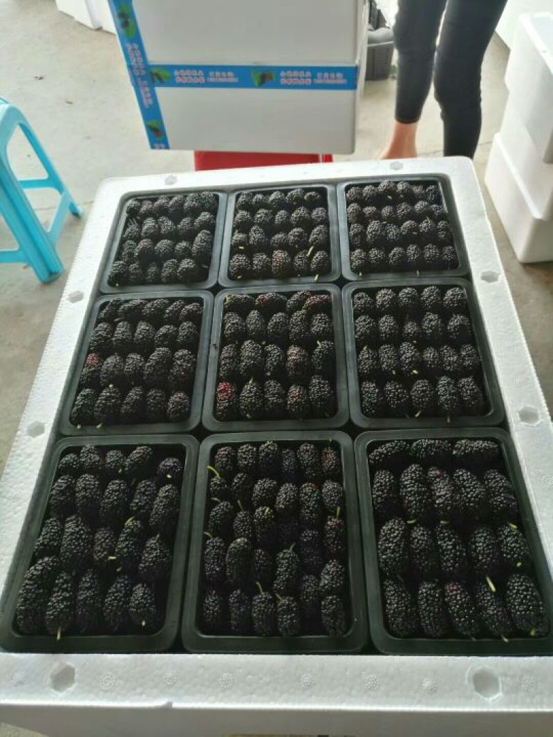 【新鲜发货】广东桑葚，桑果2~3cm规格齐全，新鲜现国发货