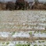 菜园10~100亩10年以下出租