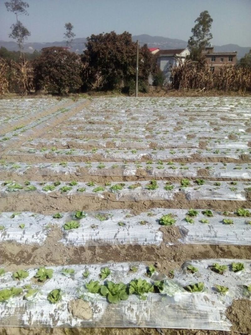 菜园10~100亩10年以下出租
