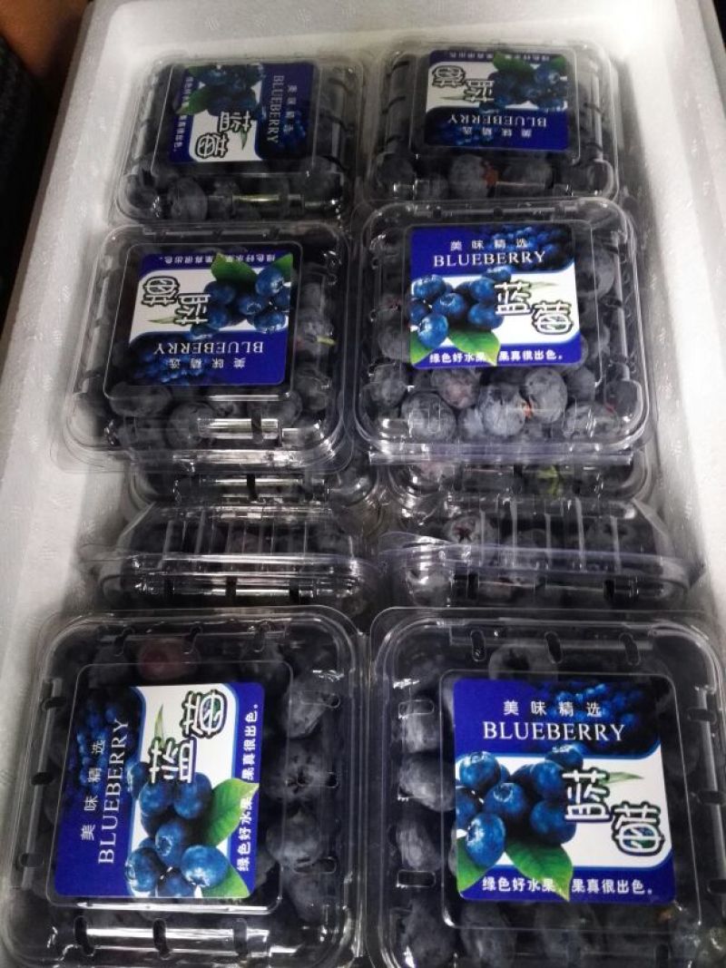 南高丛蓝莓12~14mm以上鲜果