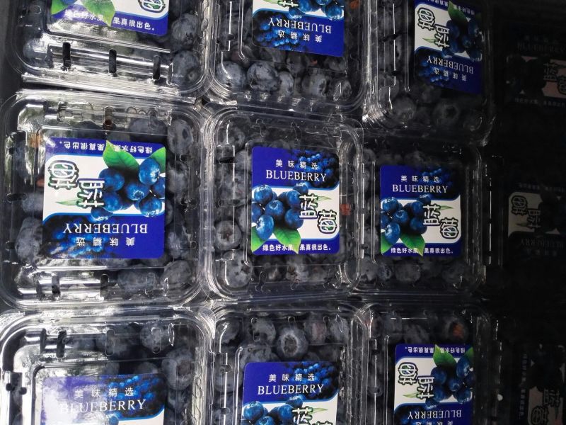 南高丛蓝莓12~14mm以上鲜果