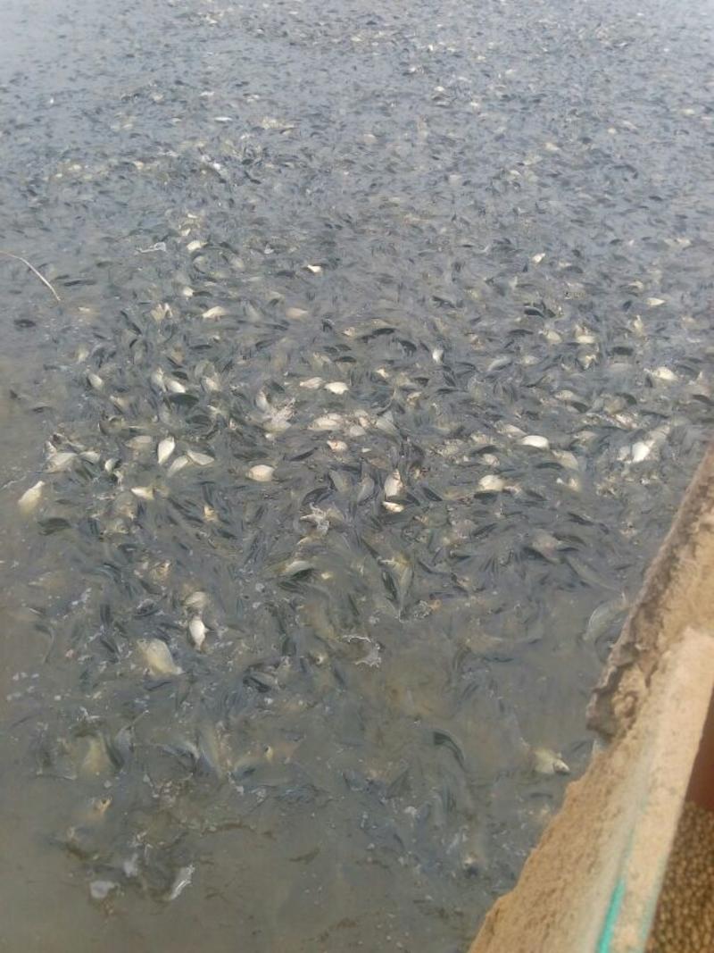 鲫鱼养殖厂批发出售成鱼和鱼苗