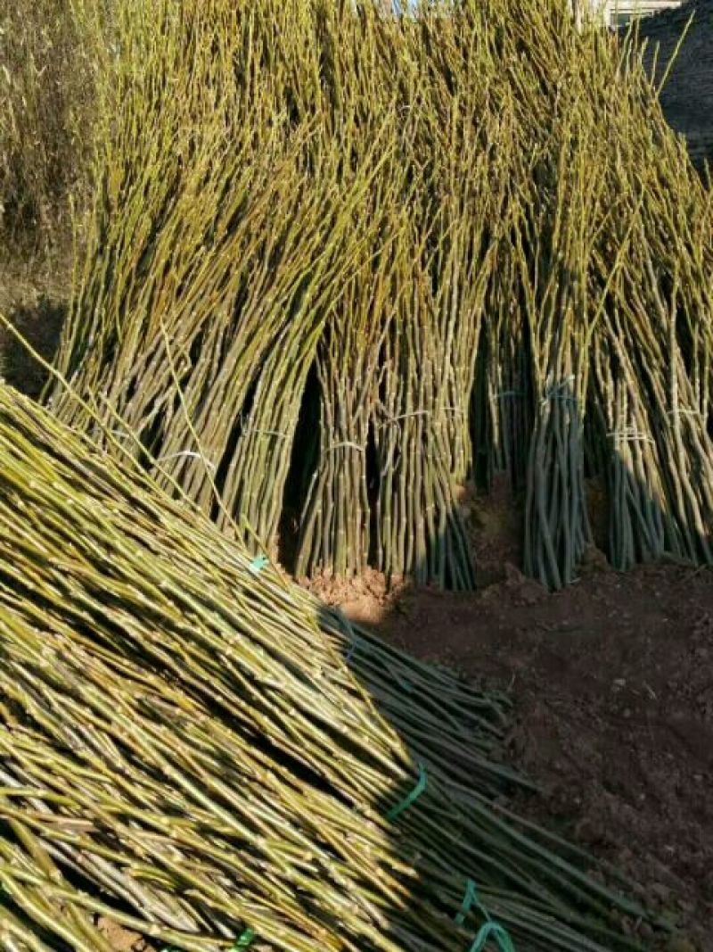 核桃苗1~2年100~150cm