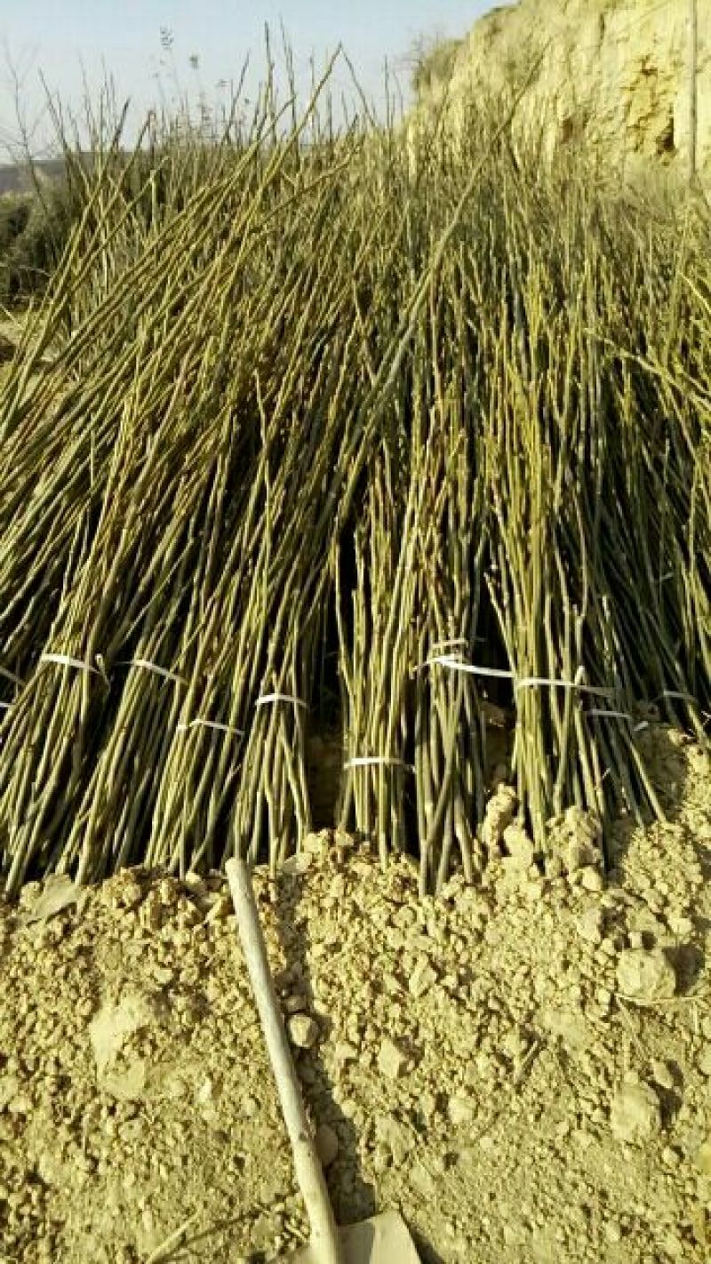 核桃苗1~2年100~150cm