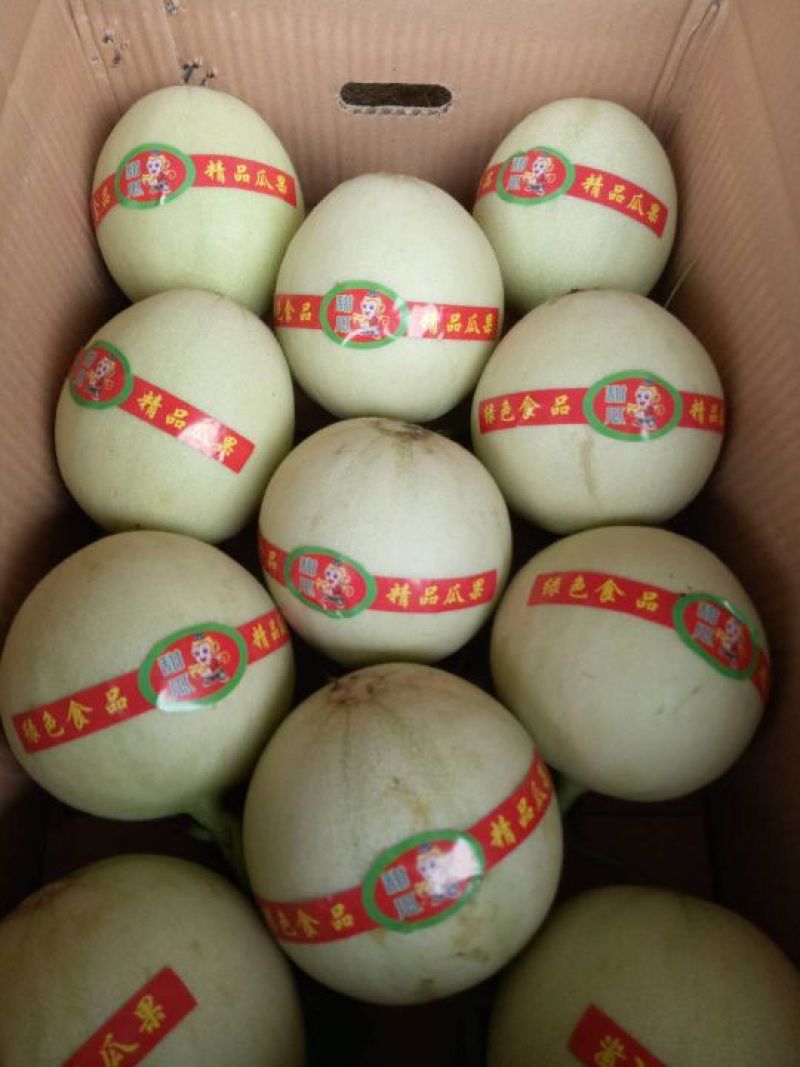 玉姑甜瓜2斤以上精品预售对接各大商超