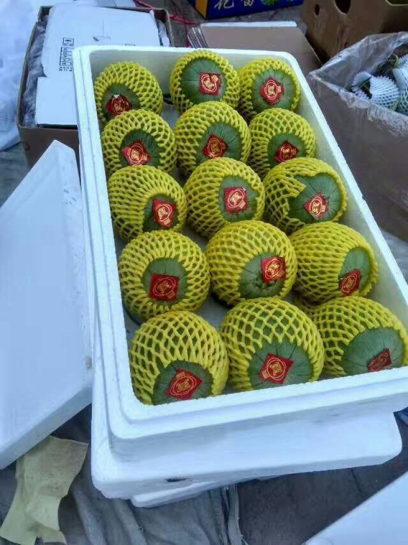 绿宝甜瓜1斤以上精品，欢迎新老客户前来选购。
