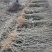 黄桃树苗80cm以上，基地直发，现挖现发货