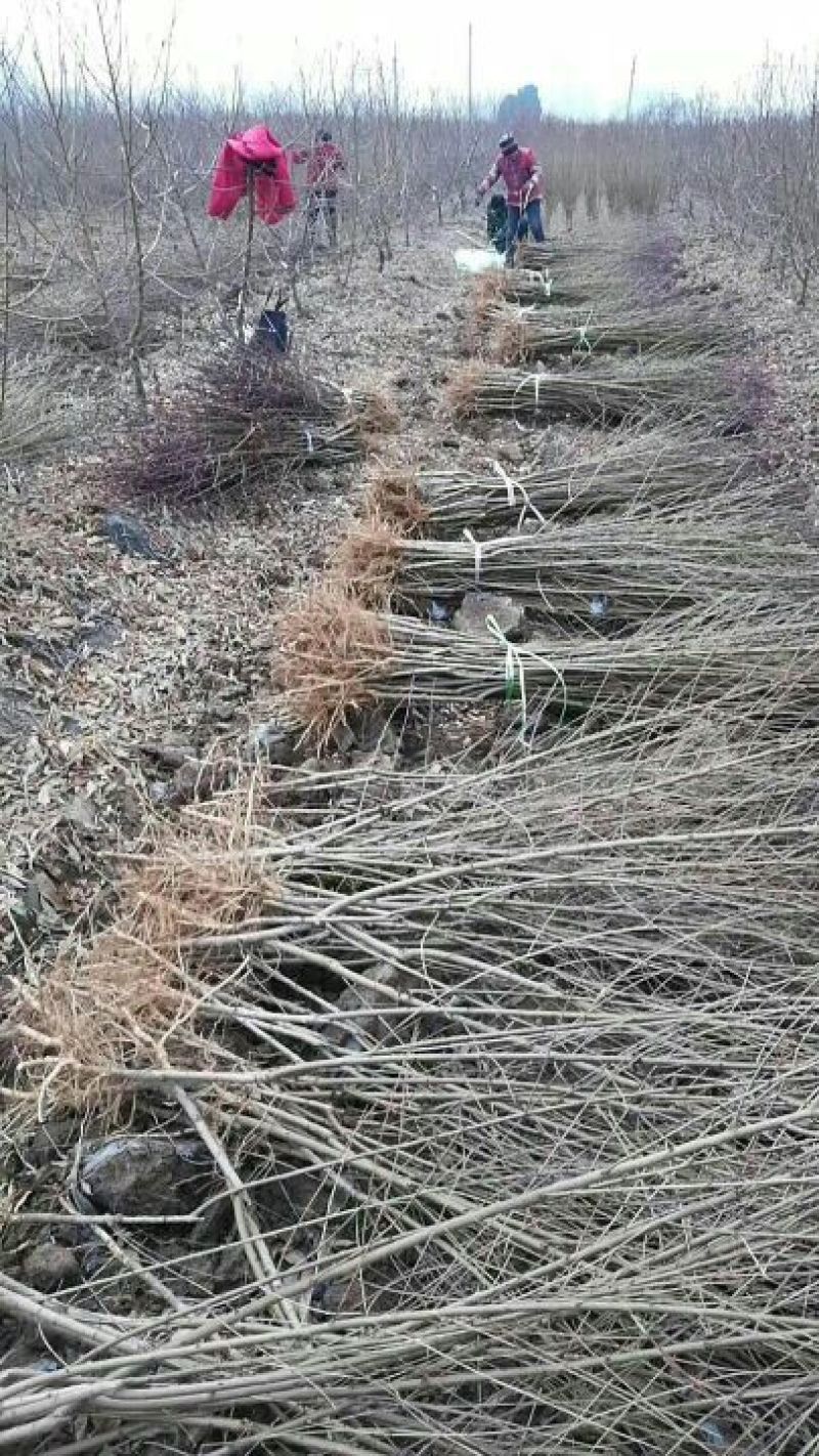 黄桃树苗80cm以上，基地直发，现挖现发货