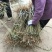 黄桃树苗80cm以上，基地直发，现挖现发货