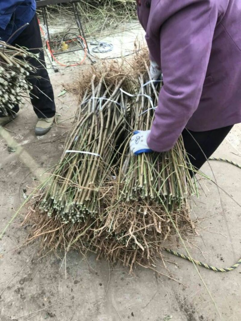 黄桃树苗80cm以上，基地直发，现挖现发货
