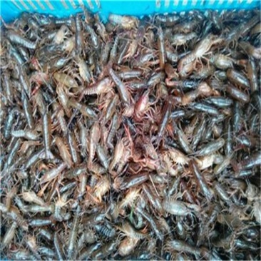 大龙虾8只/kg以下