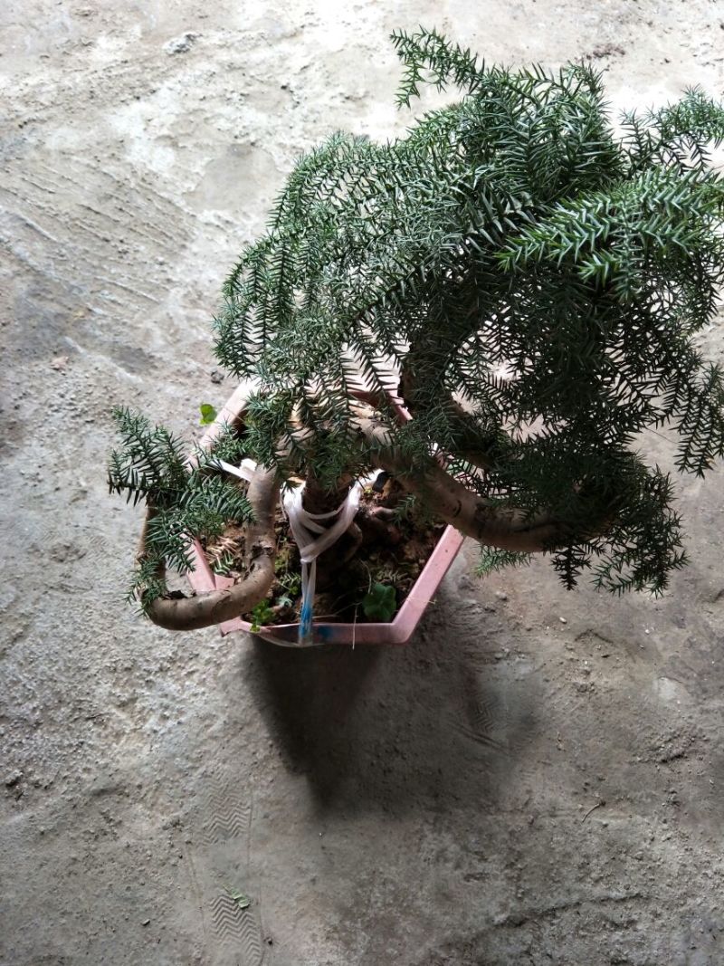 澳洲杉