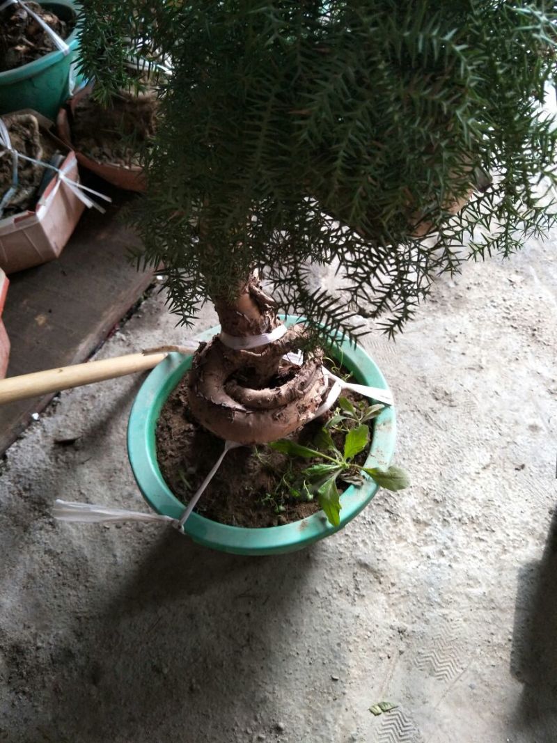 澳洲杉
