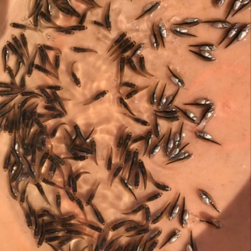 大口黑鲈鱼苗