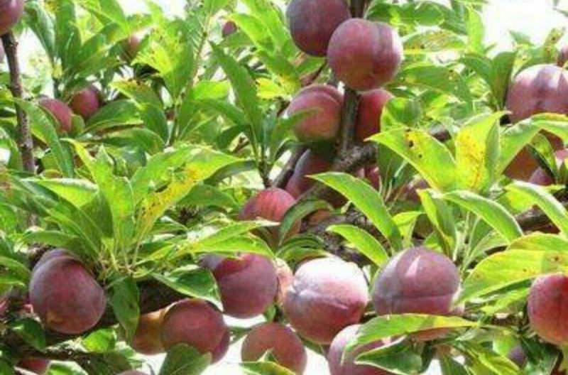 贝欧力克西梅树苗品种卯爷西梅苗基地