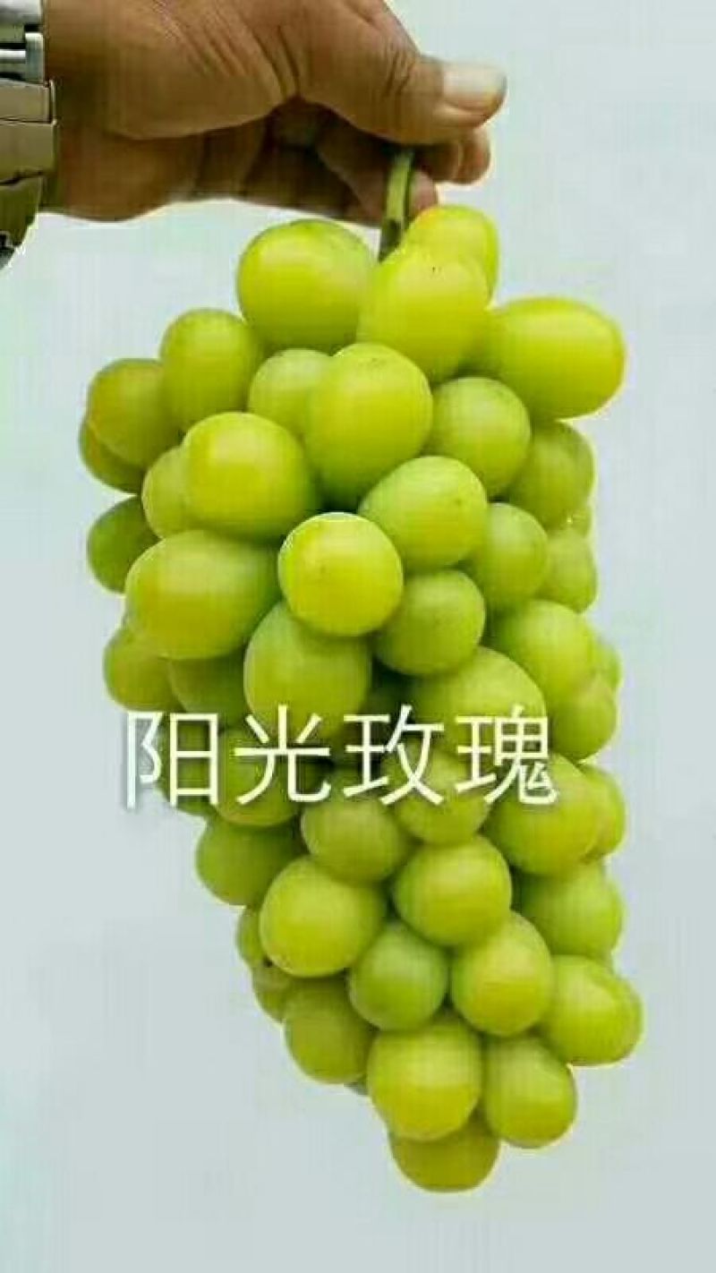 甜蜜蓝宝石葡萄苗嫁接葡萄苗批发价格夏黑葡萄苗