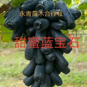 甜蜜蓝宝石葡萄苗嫁接葡萄苗批发价格夏黑葡萄苗