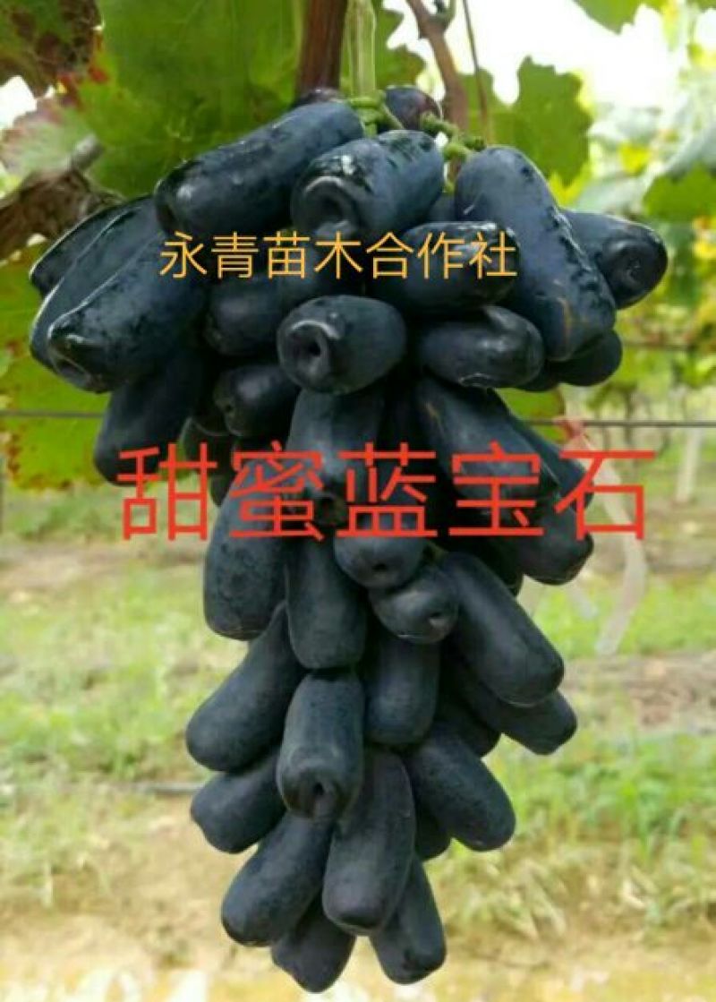 甜蜜蓝宝石葡萄苗嫁接葡萄苗批发价格夏黑葡萄苗