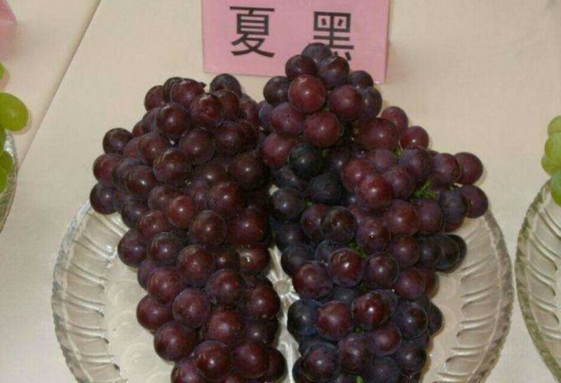 甜蜜蓝宝石葡萄苗嫁接葡萄苗批发价格夏黑葡萄苗