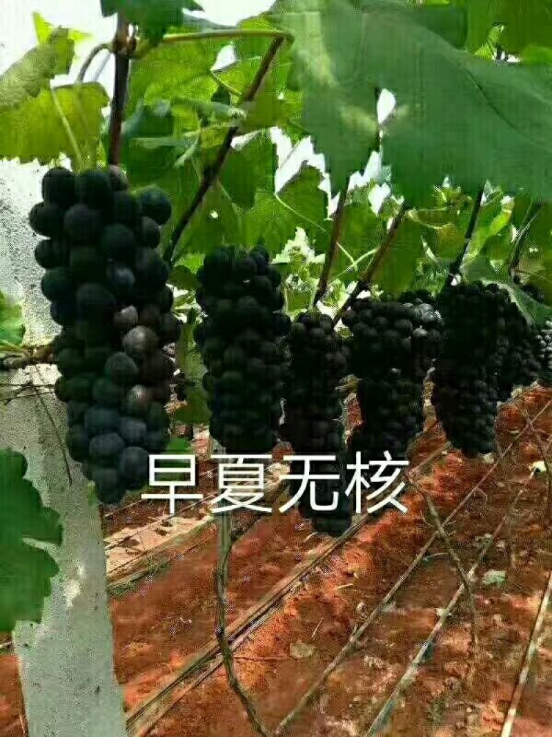 甜蜜蓝宝石葡萄苗嫁接葡萄苗批发价格夏黑葡萄苗