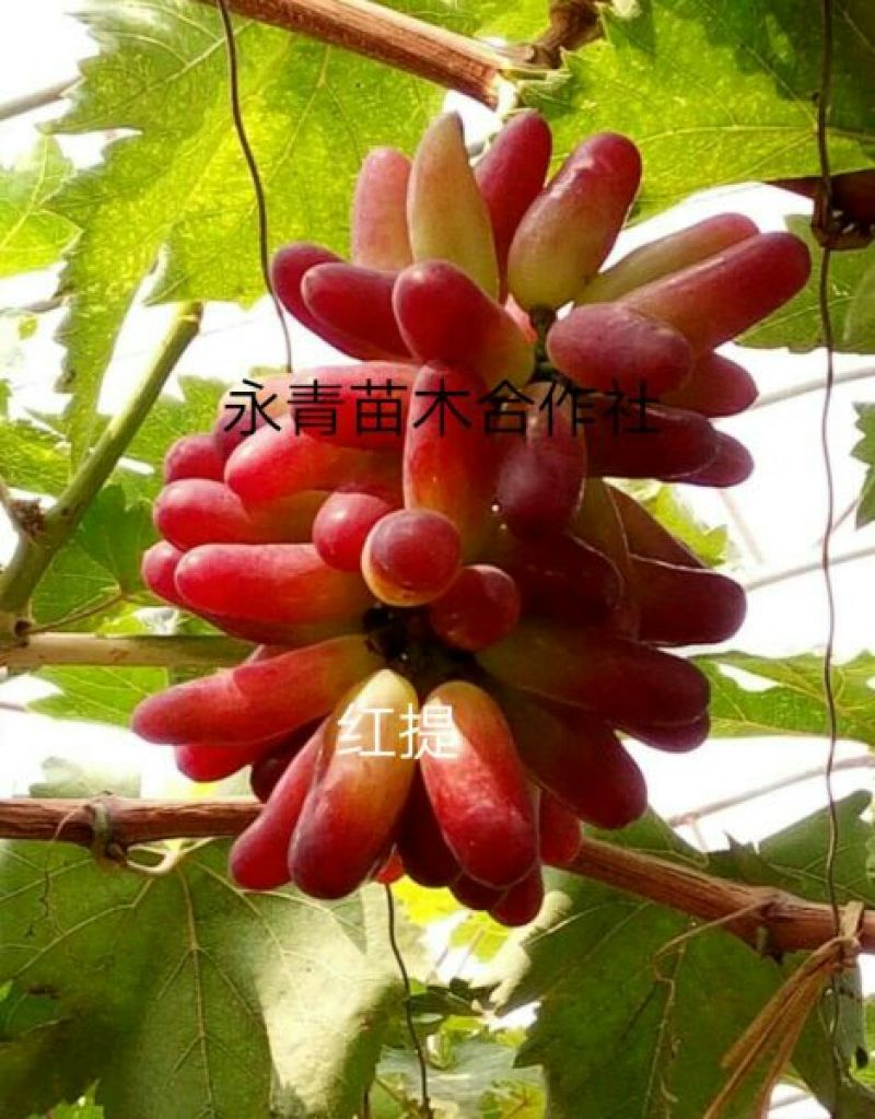 甜蜜蓝宝石葡萄苗嫁接葡萄苗批发价格夏黑葡萄苗