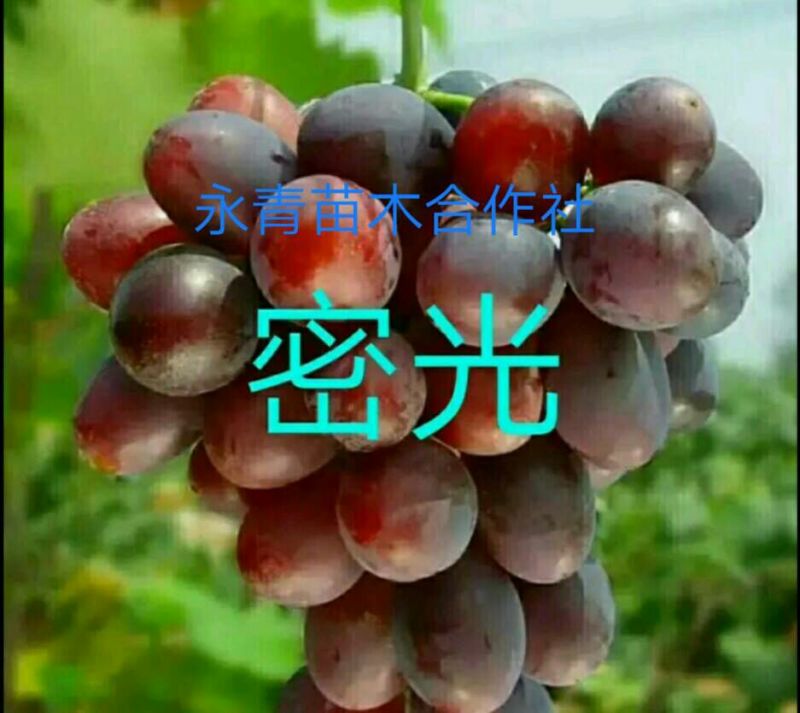 甜蜜蓝宝石葡萄苗嫁接葡萄苗批发价格夏黑葡萄苗