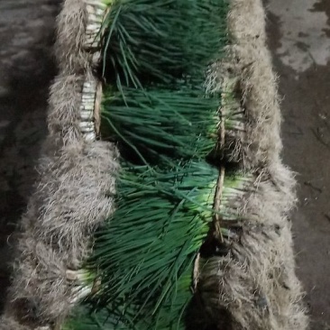 小葱35~40cm
