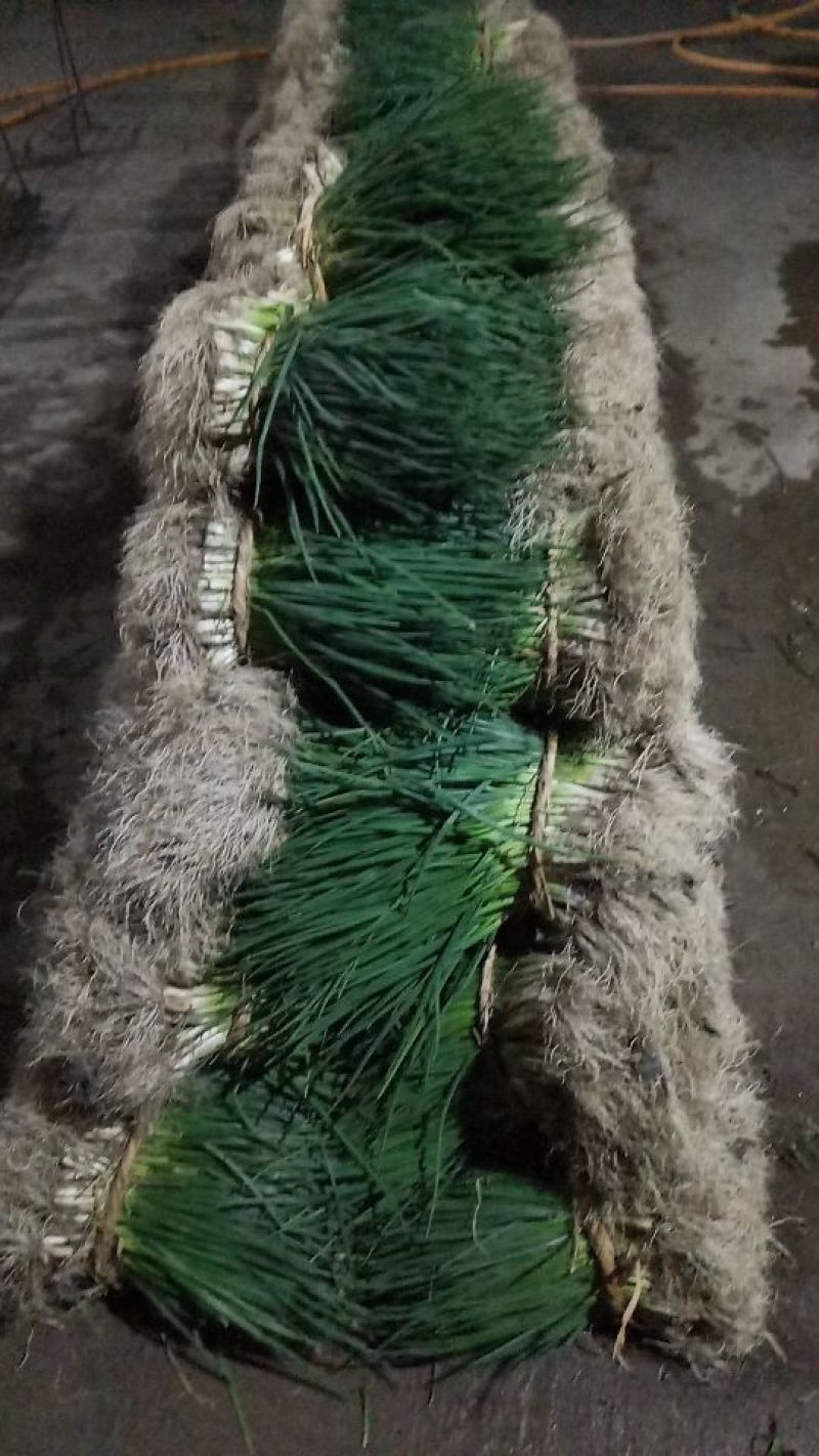 小葱35~40cm