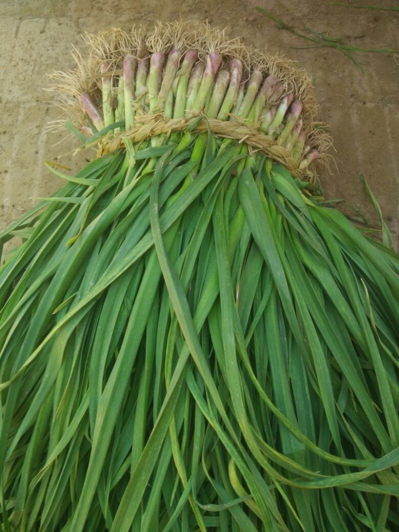 红根蒜苗45~50cm