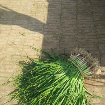 红根蒜苗45~50cm