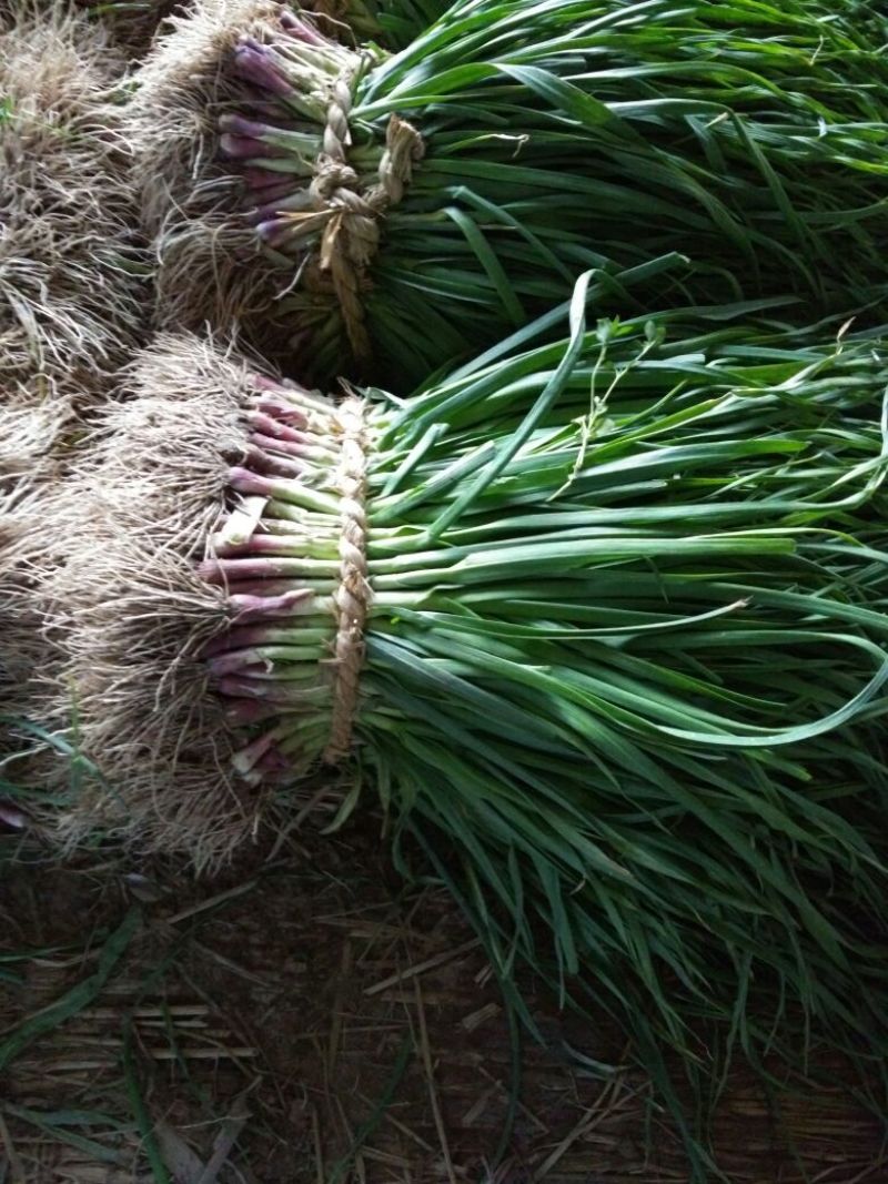 红根蒜苗45~50cm
