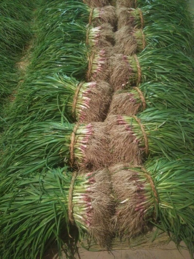 红根蒜苗45~50cm