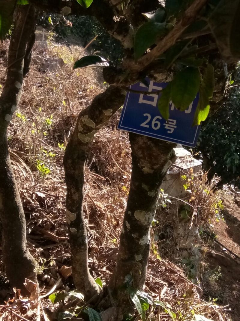 独腊山古树普洱生茶，250克饼