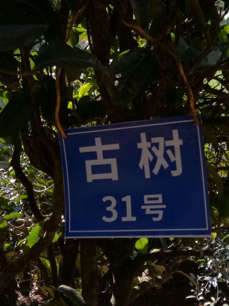 独腊山古树普洱生茶，250克饼